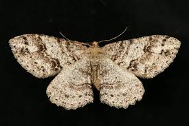 Image result for Eupithecia lanceata