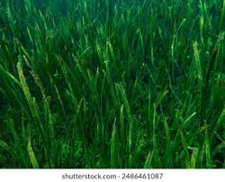 Image result for Enhalus acoroides