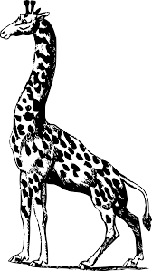 2,616 black and white giraffe clip art images on gograph. Black And White Drawing Of The Giraffe Clipart Free Image Download