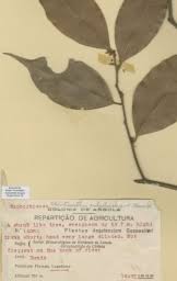 Image result for Cleistanthus polystachyus