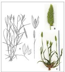 Image result for Phalaris