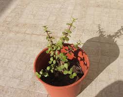In the home interior, it is much more likely to remain just a few feet (around 1 m.) tall. Elephant Bush Portulacaria Afra Guide And Care Instructions