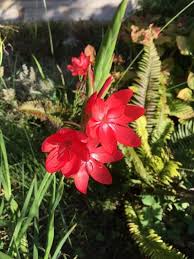 Image result for Hesperantha ballii