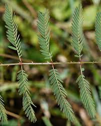 Image result for Mostuea microphylla