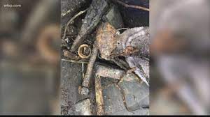 We did not find results for: Florida Man Finds A Grenade While Fishing He Took It To Taco Bell And Called Police Wtsp Com