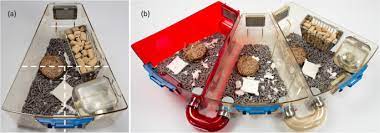 Standard Laboratory Housing For Mice Restricts Their Ability To Segregate Space Into Clean And Dirty Areas Scientific Reports