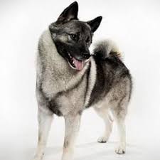 Image result for norwegian elkhound grey