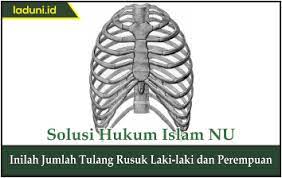 Tulang rusuk versi dangdut koplo cipt : Inilah Jumlah Tulang Rusuk Laki Laki Dan Perempuan Info Umum Laduni Id