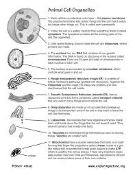 Animal cells have a basic structure. Cell Structure In Relation To Function Note