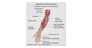 It arises by two heads, humeral and ulnar, connected by a tendinous arch, beneath which the ulnar nerve and posterior ulnar recurrent artery pass. Muscles Of The Forearm Labeled Diagram Poster Zazzle Com