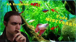 Quais Peixes Posso Ter Junto Com Peixe Betta Aa Responde 21 Youtube