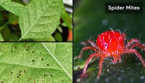 Maybe you would like to learn more about one of these? How To Get Rid Of Bugs In Houseplants Soil