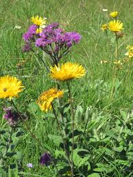 Image result for Vernonia hirsuta