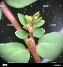 Image result for Melhania prostrata