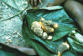 Image result for Dictyophleba ochracea