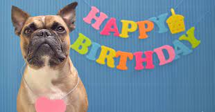 For being such an amazing person in my life, i pray that your birthday brings you ultimate comfort and happiness. Hundeblog Genki Bulldog 5 Jahre Genkihundeblog Genki Bulldog Abenteuer Einer Franzosischen Bulldogge