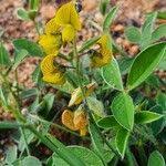 Image result for Crotalaria chrysochlora