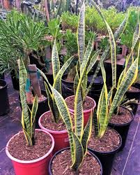 Image result for Sansevieria trifasciata