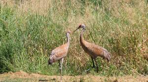 Check spelling or type a new query. Once Rare The Sandhill Crane Is Now Common In Minnesota