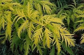 Sutherland Gold Elder Sambucus Racemosa Sutherland Gold At Gertens Garden Center Front Landscaping Garden