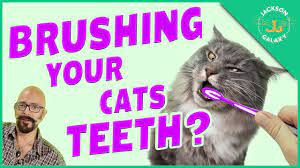 People brush their teeth at least once a day and cats should, too—with your help, of course. Should I Brush My Cat S Teeth Youtube