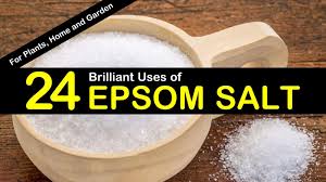 Maybe you would like to learn more about one of these? 24 Brilliant Epsom Salt Uses For Plants Home And Garden