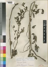 Image result for Indigofera garckeana