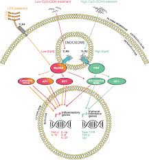 Domino's lancar sos top secret pedas memikat reviewed by ana suhana on may 06, 2021 rating: Frontiers Cpg Adjuvant In Allergen Specific Immunotherapy Finding The Sweet Spot For The Induction Of Immune Tolerance Immunology