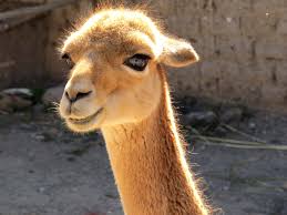 Domingo y festivos de 08:00 a 14:00 horas. Vicuna Vicunas Pinterest Baby Animals Animal Lover Beautiful Creatures