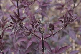 Image result for Clematis recta atropurpurea
