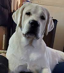 We did not find results for: Cold Creek Farms Yellow Labradors Our Dogs Breeders Oregon Labs