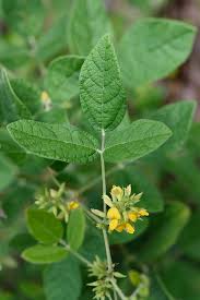 Image result for Rhynchosia