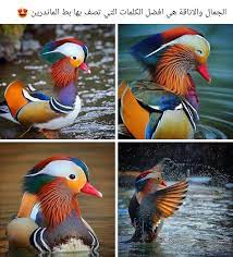 pin by shahad on إبــدا الــخــالــقﷻ weird animals cute panda wallpaper cute creatures