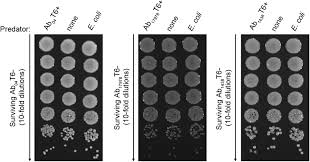 Image result for Striga baumannii