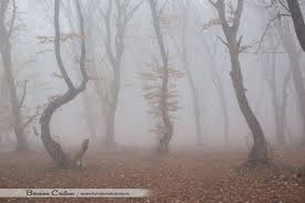 Check spelling or type a new query. Padurea Hoia Baciu Fantezie Si Mister Aventura In Romania