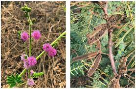 Image result for Mimosa pigra