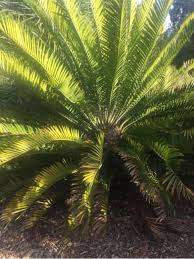 Image result for Encephalartos