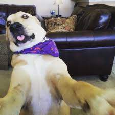 Funny 1080 x 1080 pictures. Funny Dog Meme Blank Template Imgflip