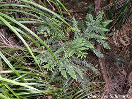 Image result for Libocedrus plumosa