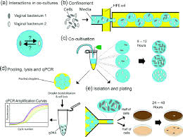 Image result for Vaginal Pooling