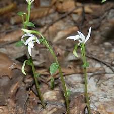 Image result for Triceratorhynchus