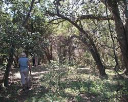 Image of Hawaan Forest