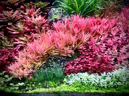 Image result for Nesaea