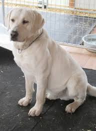 Check spelling or type a new query. English Yellow Labs For Sale Near Me Off 71 Www Usushimd Com