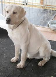 Ktl White Yellow Chocolate English Labrador Lab Pup Puppies In Allegan Mi