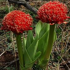 Image result for Scadoxus