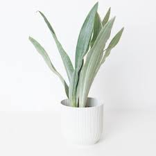 Image result for Sansevieria metallica