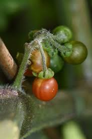 Image result for Solanum villosum