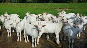 Goats are used for their meat and the consumption market forms a major share of the customer base for goat farming businesses. Goat Farm Business Plan In India A Full Guide Agri Farming