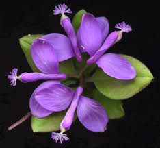 Image result for Polygala filicaulis